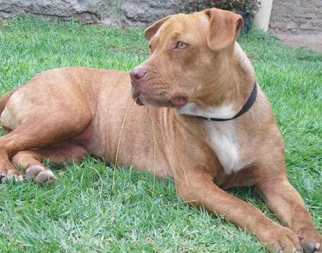 Enfants mordus par un pitbull au Havre : quatre membres d'une même famille en garde à vue Enfants mordus par un pitbull au Havre : quatre membres d'une même famille en garde à vue
