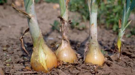 Illustration@DR Illustration@DR