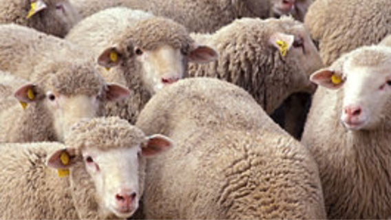 60 moutons attendaient d'être sacrifiés : un abattoir clandestin découvert en Seine-Maritime