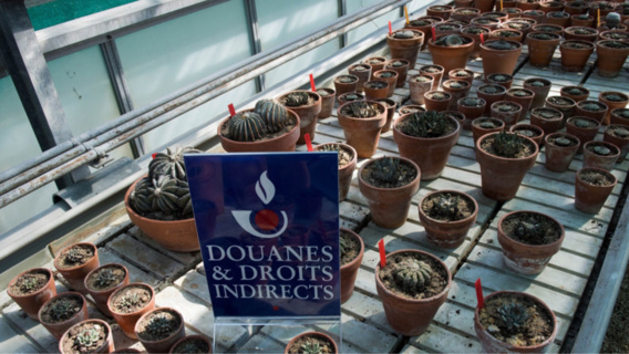 Les douaniers de l'aéroport de Roissy saisissent 369 cactus protégés et menacés d’extinction Les douaniers de l'aéroport de Roissy saisissent 369 cactus protégés et menacés d’extinction