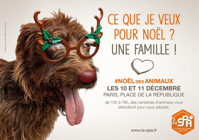 Noël des animaux: quatre-cents chiens et chats à la recherche d'un maître Noël des animaux: quatre-cents chiens et chats à la recherche d'un maître