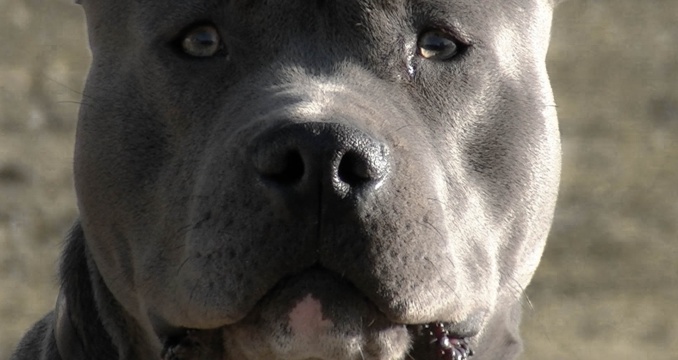 L'american Staffordshire terrier est un chien d'attaque de première catégorie (Illustration) L'american Staffordshire terrier est un chien d'attaque de première catégorie (Illustration)