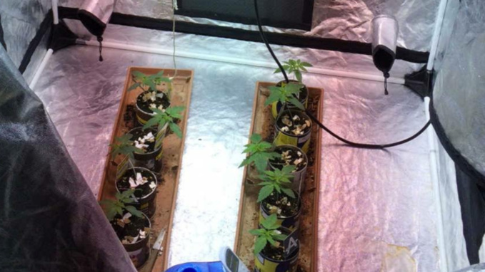 Des plants de cannabis en culture ont été découverts dans le logement du suspect (photo@gendarmerie)