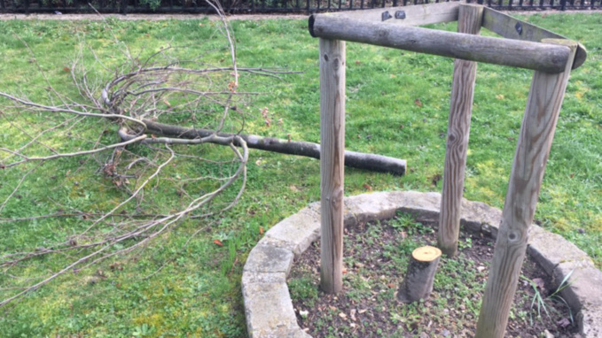 Des arbres de la laïcité coupés dans quatre communes des Yvelines : vandalisme ou acte politique ? Des arbres de la laïcité coupés dans quatre communes des Yvelines : vandalisme ou acte politique ?