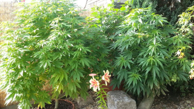 Illustration Illustration