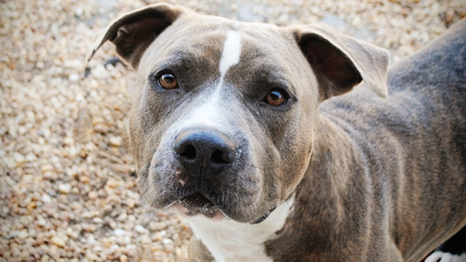 Les deux American Staff seront examinés par un vétérinaire (illustration @ D.R.) Les deux American Staff seront examinés par un vétérinaire (illustration @ D.R.)