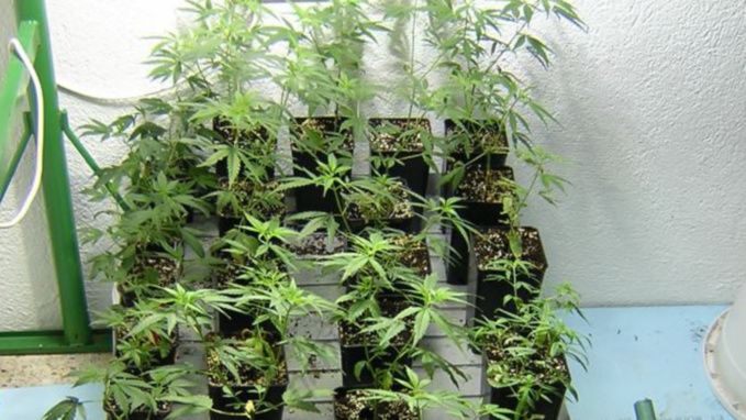 Le Havre : le consommateur d'herbe de cannabis cultivait sa drogue dans son appartement   