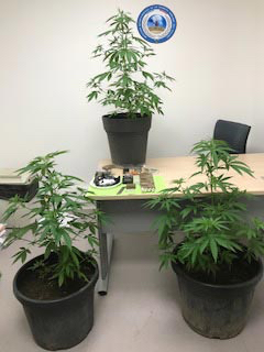 Ces plants de cannabis ont mis la puce à l'oreille des policiers (Photo © DDSP78)