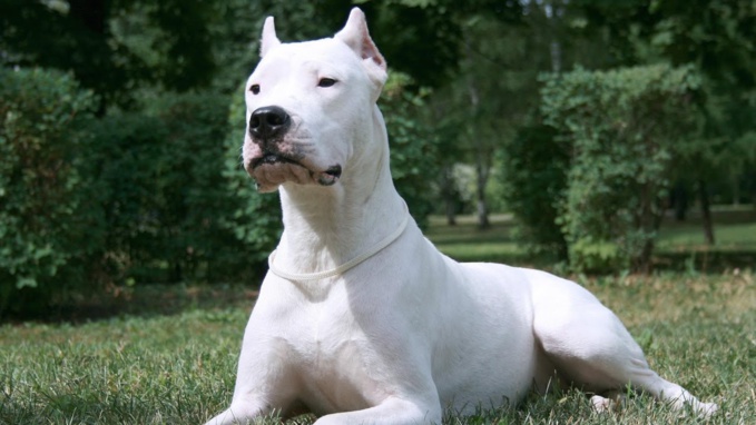 Le dogue argentin est un excellent chien de garde et de défense. Il est réputé pour être joueur et affectueux (capture d'écran © Youtube)