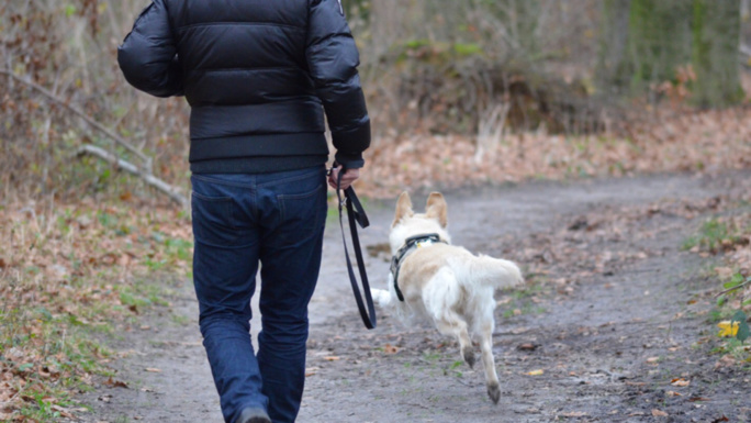 Une détonation a retenti, l'animal s'est écroulé (illustration @ Pixabay) Une détonation a retenti, l'animal s'est écroulé (illustration @ Pixabay)