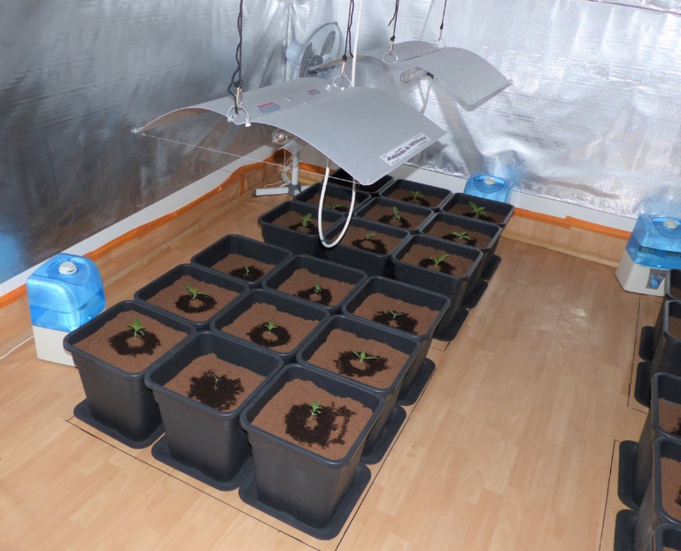 Les 35 jeunes plants de cannabis ont été saisis. Ils seront détruits prochainement (Photo © D.R.) Les 35 jeunes plants de cannabis ont été saisis. Ils seront détruits prochainement (Photo © D.R.)