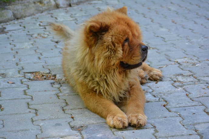Le chien de race chow-chow s'est attaqué à la petite fille dans des circonstances que l'enquête va devoir établir (Illustration © Pixabay)