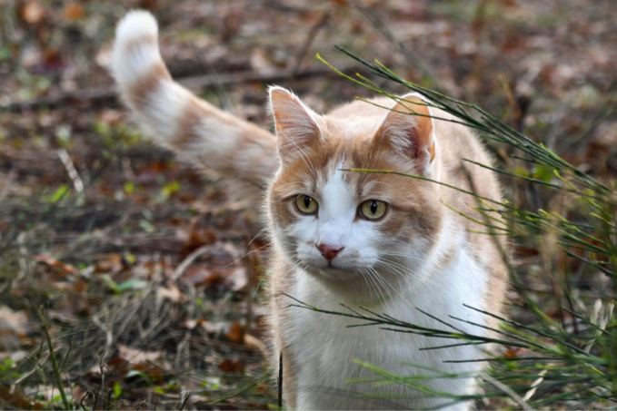 A Mont-Saint-Aignan, deux chats ont été la cible mortelle d’un mystérieux tireur - Illustration @ Pixabay