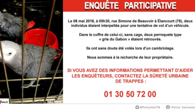 La police des Yvelines recherche le propriétaire de deux perroquets volés lors d’un cambriolage La police des Yvelines recherche le propriétaire de deux perroquets volés lors d’un cambriolage