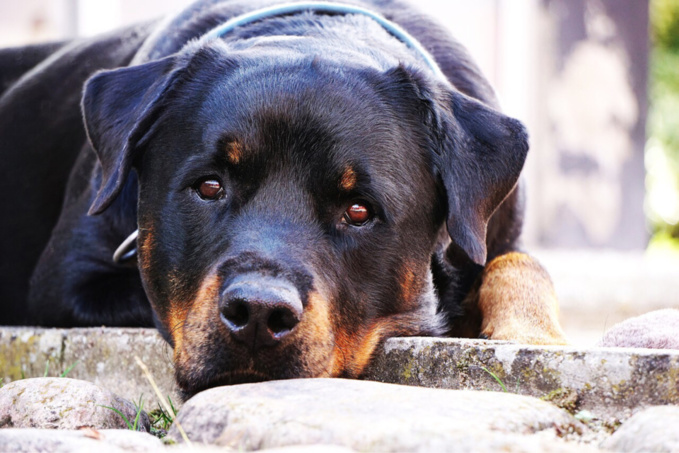 Le rottweiler est classé chien de défense 2e catégorie - Illustration © Pixabay