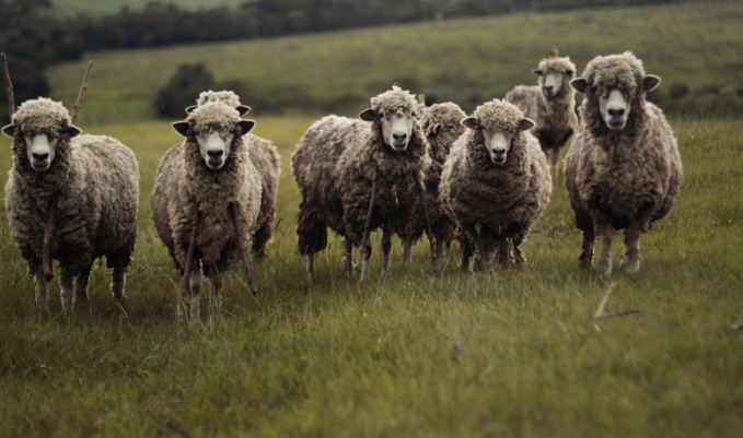 Les moutons ont été transportés à la fourrière animale du Havre dans l'attente d'être examinés par un vétérinaire - Illustration © Pixabay