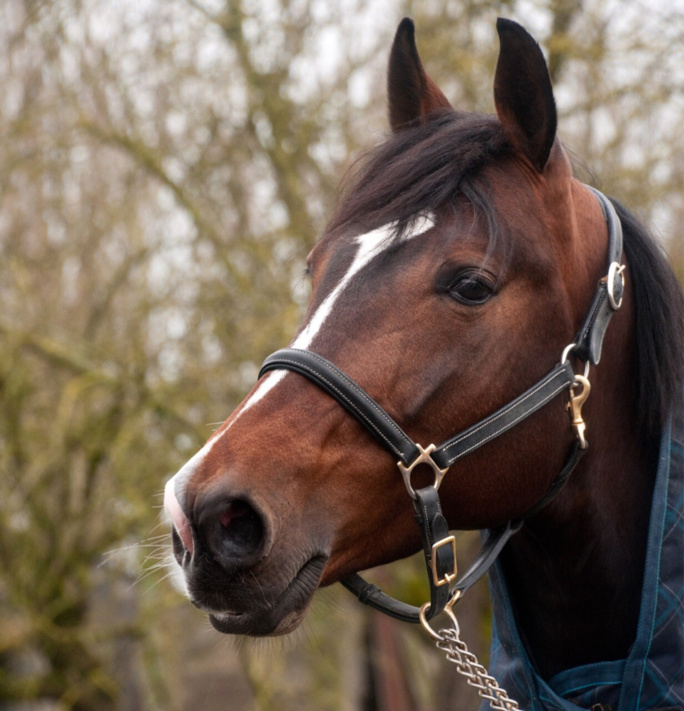 Le cheval aurait trébuché en arrivant au box - Illustration @ Pixabay Le cheval aurait trébuché en arrivant au box - Illustration @ Pixabay