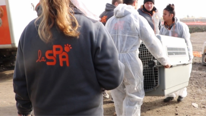 Opération "coup de poing" dans un élevage non conforme des Yvelines : douze chiens sauvés par la SPA