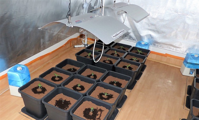 Les policiers ont découvert dans le pavillon une culture de cannabis - Illustration Les policiers ont découvert dans le pavillon une culture de cannabis - Illustration