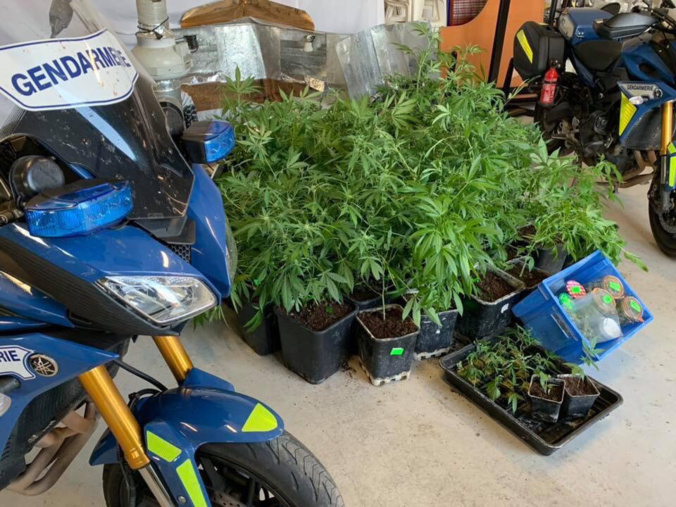 Les plants de cannabis ont été saisis et seront détruits - Photo ©️ Gendarmerie de l’Eure