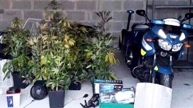 Six pieds de cannabis ont été saisis - Photo @ gendarmerie de l’Eure/Facebook