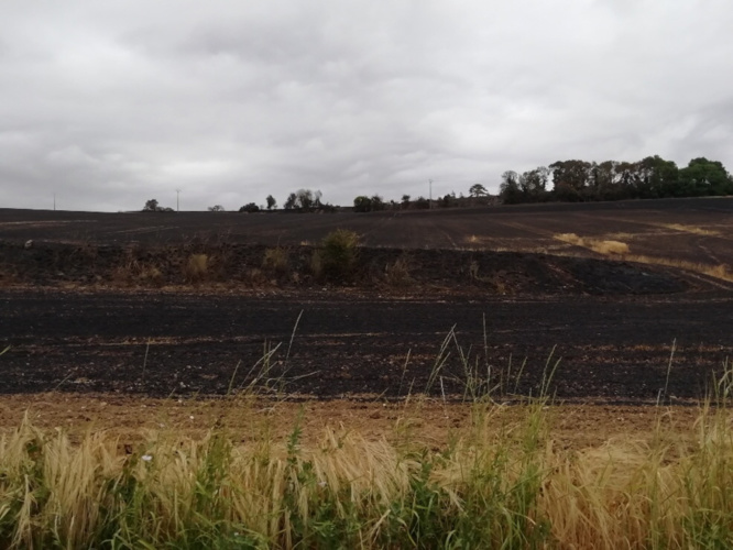 Paysage apocalyptique : 27 hectares de culture sur pied (blé et orge) et de prairies ont été détruits par les flammes - Photo © J.B.