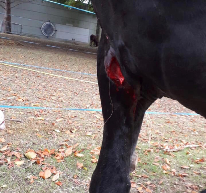 Le poitrail du cheval a été entaillé a l'aide d'une arme blanche : photo publiée sur la page Facebook du cirque Seneca qui a déposé plainte