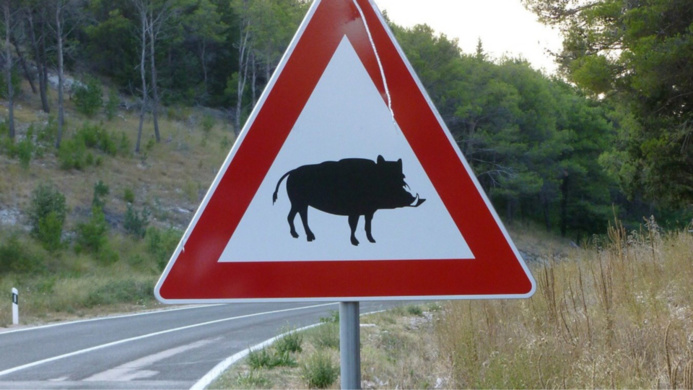L'animal qui traversait la route a été percuté de plein fouet par le moto - Illustration © Pixabay