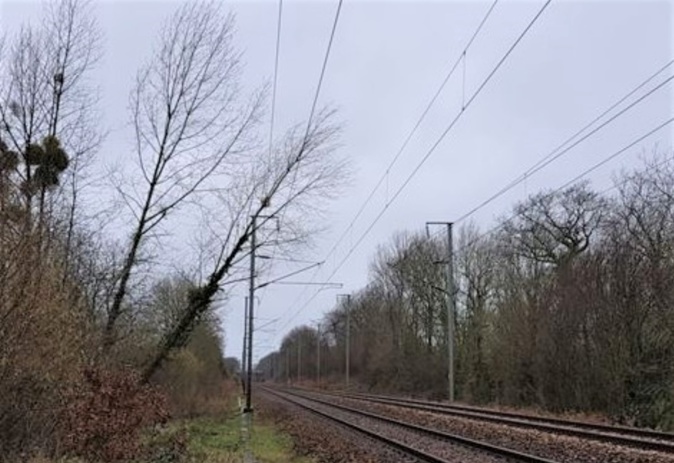 Des arbres et des branches ont endommagé les caténaires sur plusieurs lignes SNCF en Normandie - Photo © SNCF/Twitter