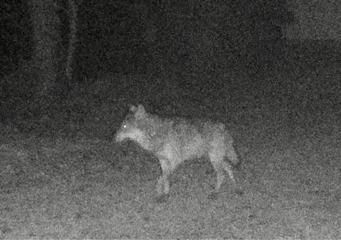 Cliché du loup pris à l’appareil photographique automatique d'un habitant de Londinières ©Desjardins et transmise par la préfecture de Seine-Maritime