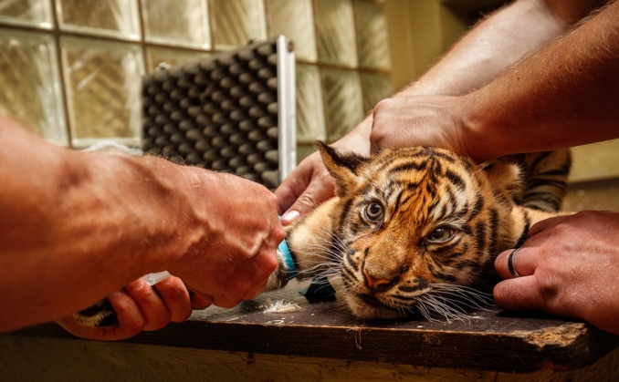 Le chat qu'ils pensaient avoir acheté 6 000 euros était en réalité un bébé tigre de Sumatra âgé de quelques mois  - Illustration © Adobe Stock