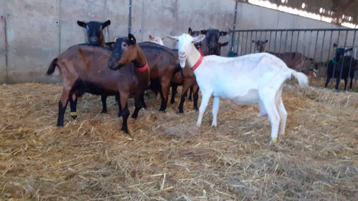 La chèvrerie d’Élise est implantée au Plessis-Hébert - photo @ Facebook