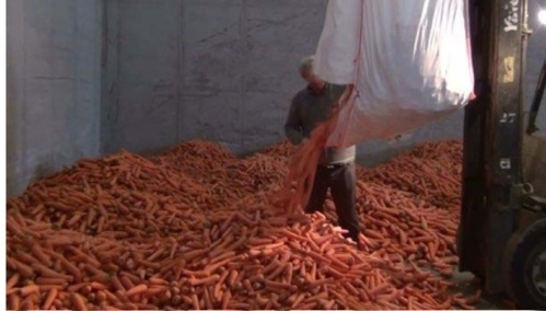 Les amphétamines étaient dissimulées dans le chargement de carottes (Photo : Douane française)