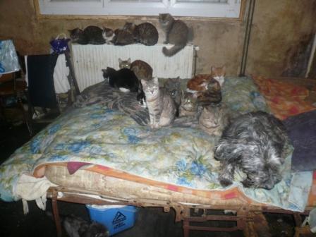 Les animaux et leur maîtresse vivaient des conditions inacceptables (Photo l'Ecole du Chat de Vernon)