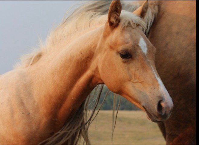 L’équidé a été blessée au niveau de la croupe - Illustration @ Pixabay L’équidé a été blessée au niveau de la croupe - Illustration @ Pixabay