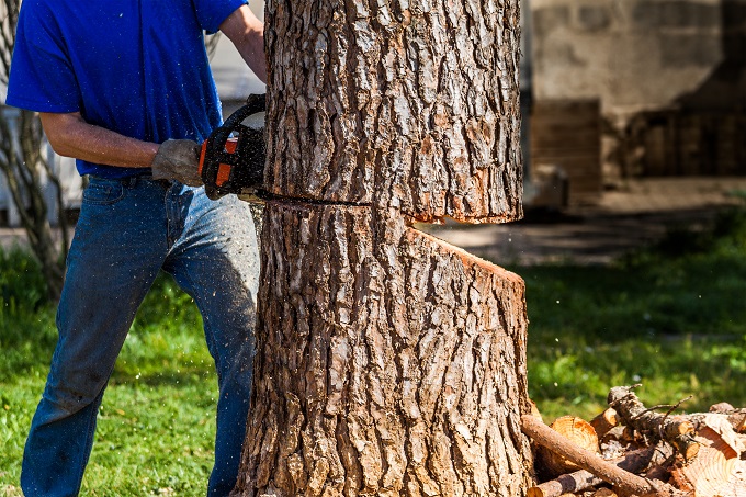 L'arbre qu'e l'employé était en train de tronçonner s'est abattu sur lui - Illustration © Adobe Stock