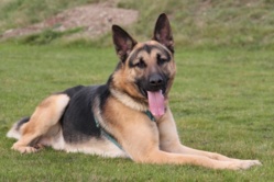 Le berger allemand n'est pas classé dans la catégorie des chiens dangereux (Photo d'illustration)