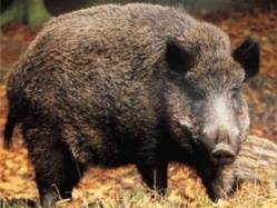 Quatre sangliers signalés sur la voie rapide au rond-point des Vaches près de Rouen