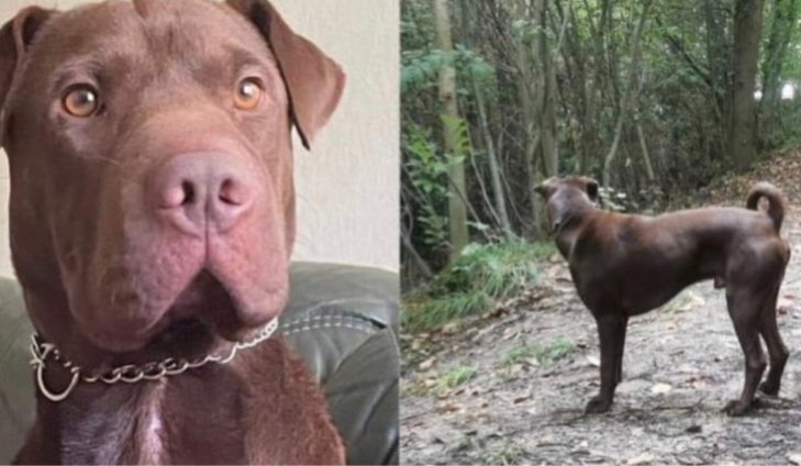 Charlie, 1 an, s’est enfui le 13 novembre après avoir été percuté par une voiture -Photo DR Charlie, 1 an, s’est enfui le 13 novembre après avoir été percuté par une voiture -Photo DR