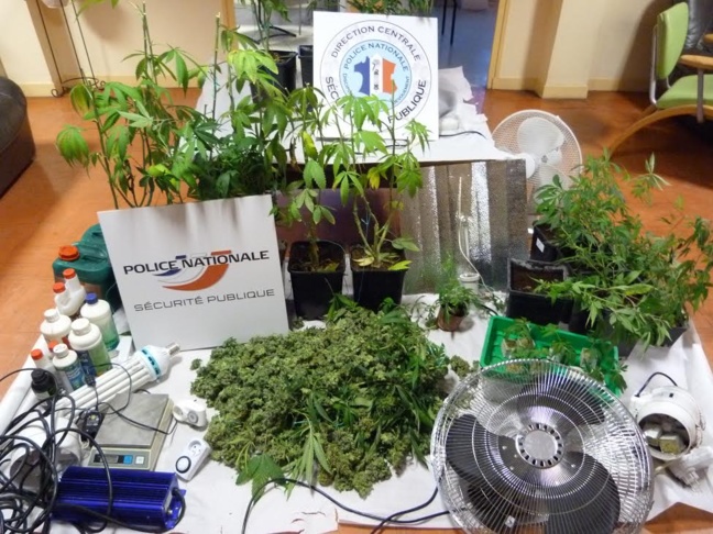 Les pieds de cannabis et le matériel permettant de les faire pousser ont été saisis (Photo DR)