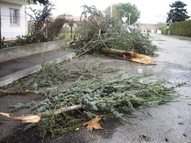 Arbres, branches et fils électriques arrachés sont pour l'essentiel la nature des interventions ce matin dans l'Eure (Photo d'illustration)