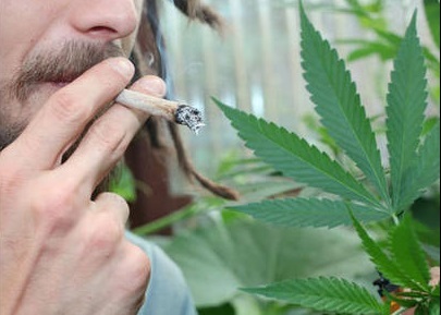 Il cultivait de l'herbe de cannabis pour sa consommation personnelle, soit dix joints par jour (Photo d'illustration)
