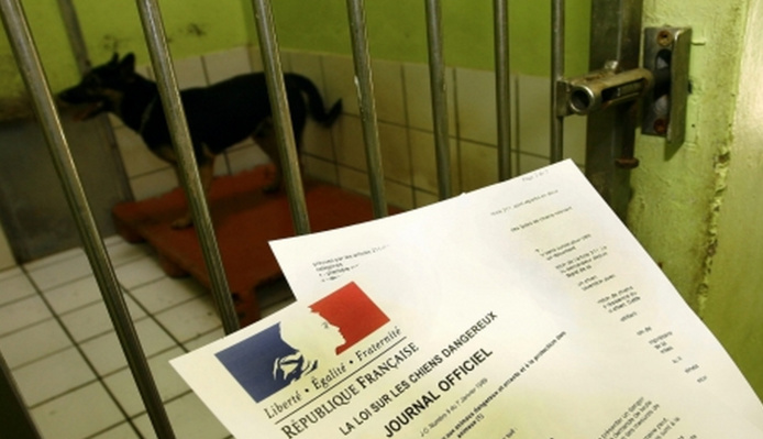 Le maire de Rouen a signé un arrêté municipal autorisant les policiers à placer le chien mordeur en fourrrière (Photo d'illustration)