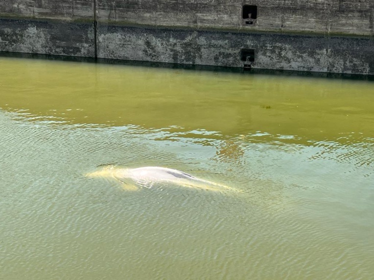 Le cétacé de 800 kg est actuellement maintenu dans l'écluse de Saint-Pierre-la-Garenne Photo et vidéo © Préfecture de l'Eure Le cétacé de 800 kg est actuellement maintenu dans l'écluse de Saint-Pierre-la-Garenne Photo et vidéo © Préfecture de l'Eure