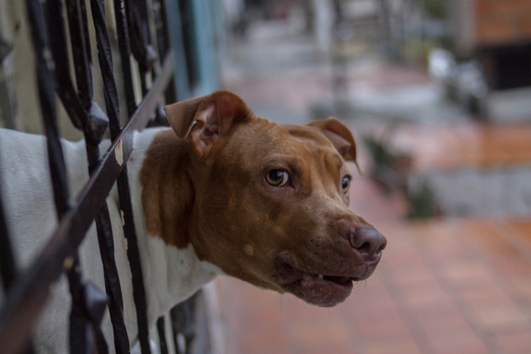 Les chiens ont été confiés à une association de protection animale @ Pixabay