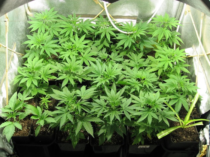 Photo d'illustration de plants de cannabis cultivés dans une maison