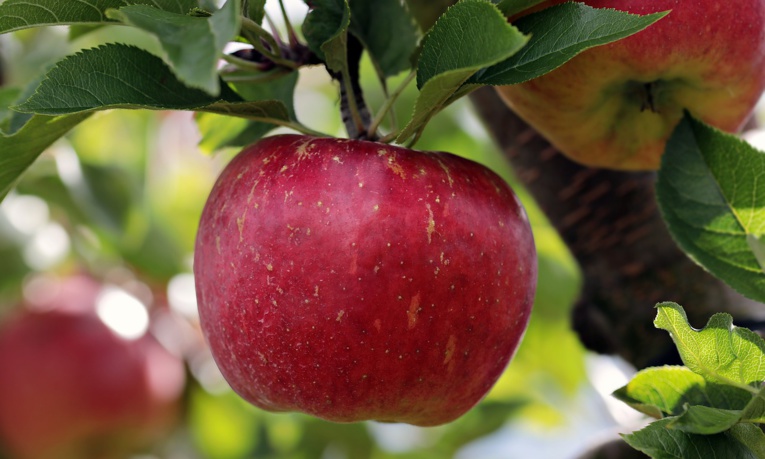 Différentes activités pour petits et grands autour de la pomme seront proposées tout l'après-midi - Photo © Pixabay