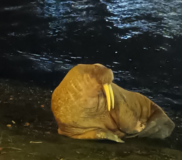 D'après des spécialistes, le morse est un mammifère marin qui a pour habitude de sortir de l’eau pour se reposer avant de repartir à la faveur des marées. Photo publiée par la préfecture de Seine-Maritime sur Twitter