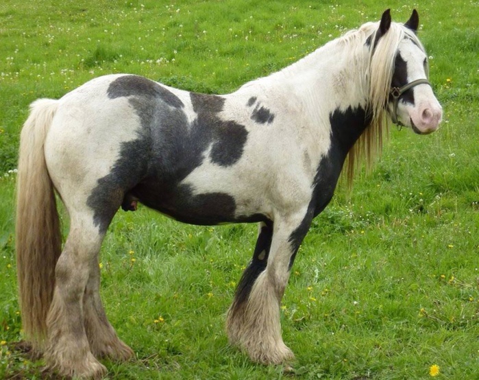 Le cheval Altaïr, volé dans un pré dans le secteur de Montville, près de Rouen