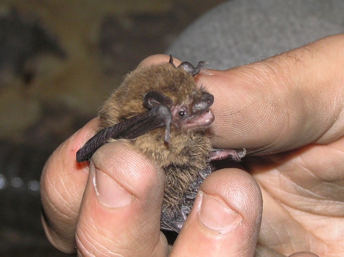 Eure : de la nuit de la chauve-souris aux petites fleurs du roi Richard... Eure : de la nuit de la chauve-souris aux petites fleurs du roi Richard...